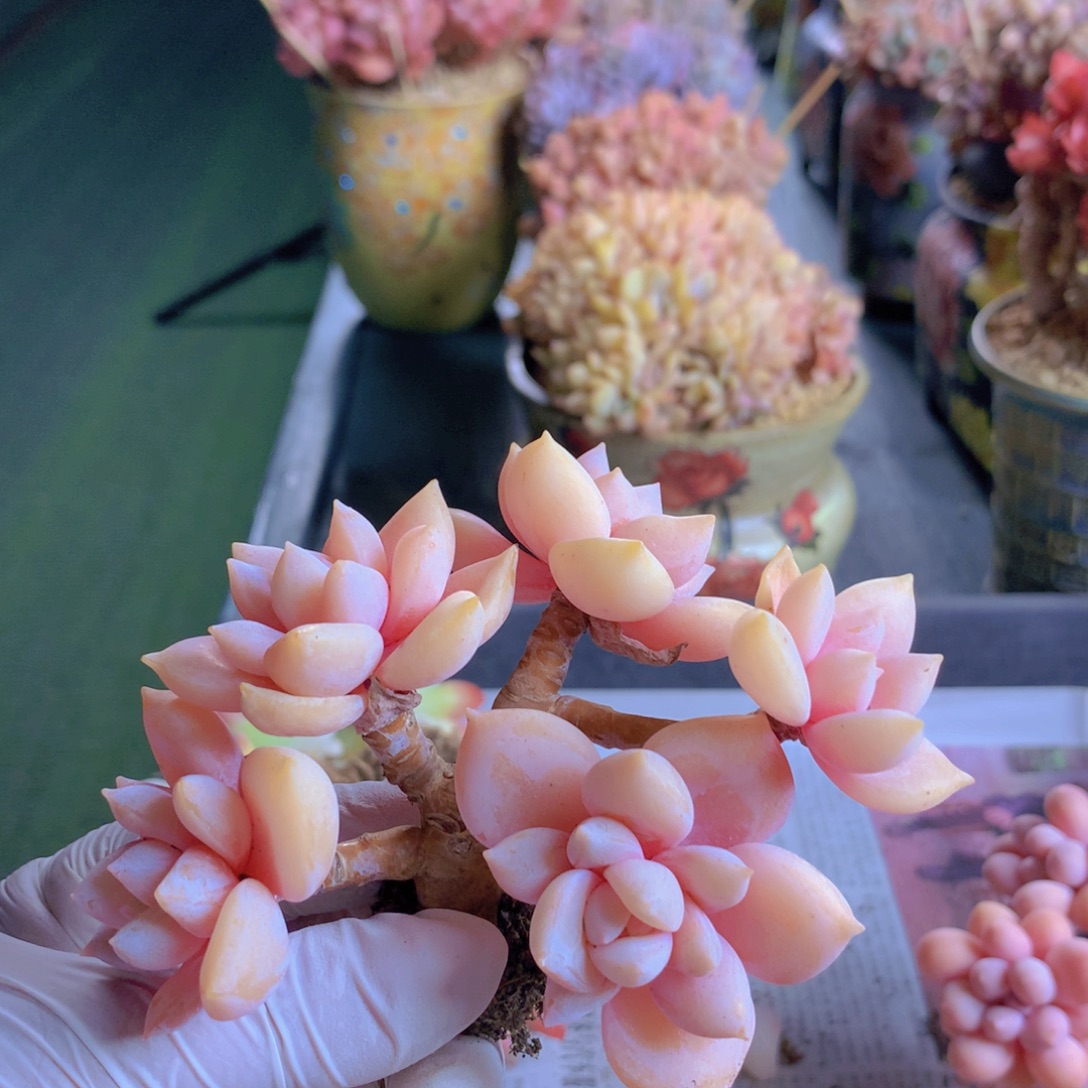 芭***狂奶茶和克洛伊缀一起