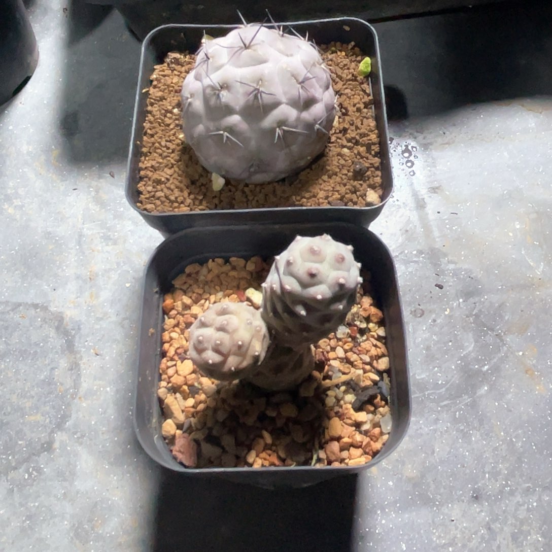 两颗团扇仙人球多肉植物