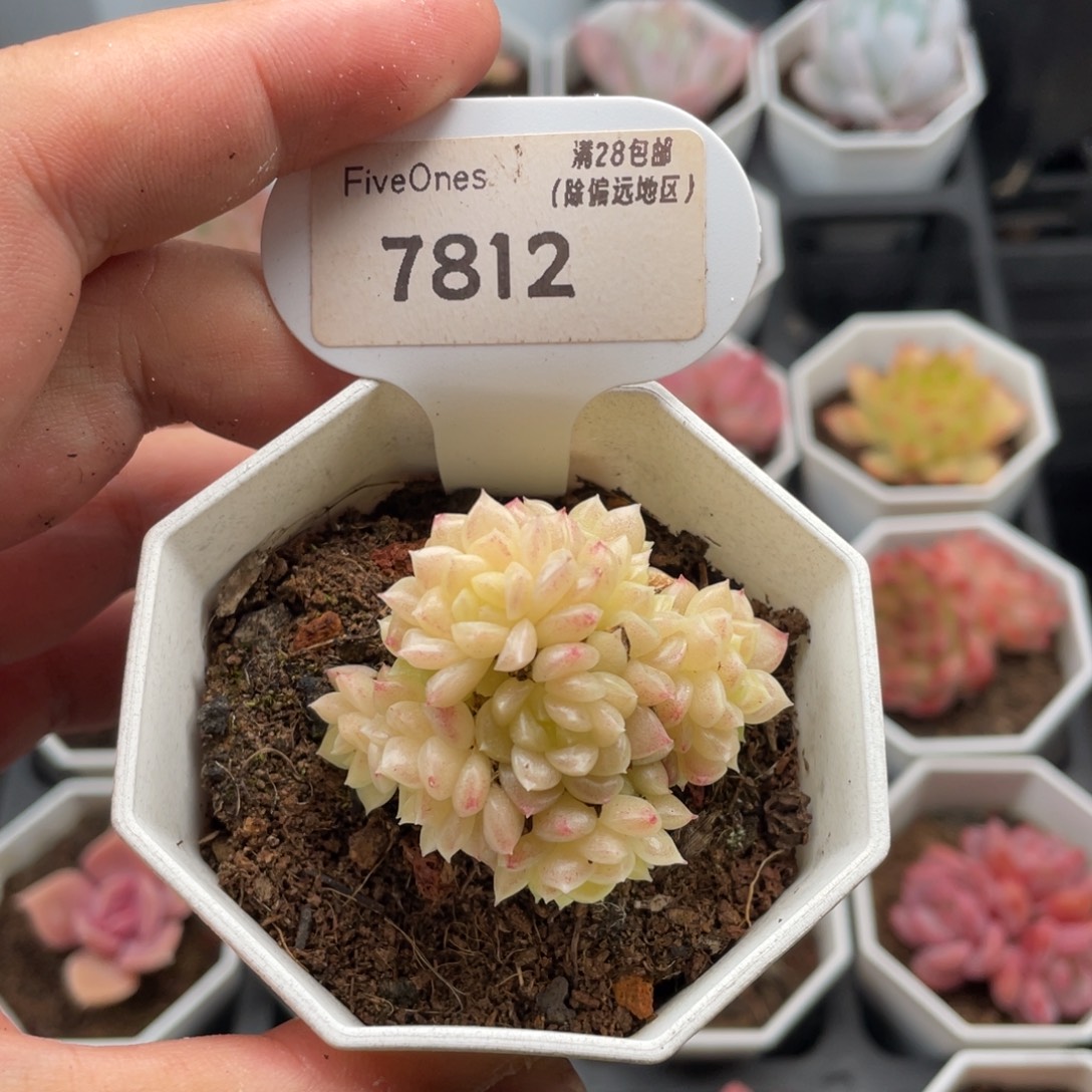 麦秆群7812-4.5厘米