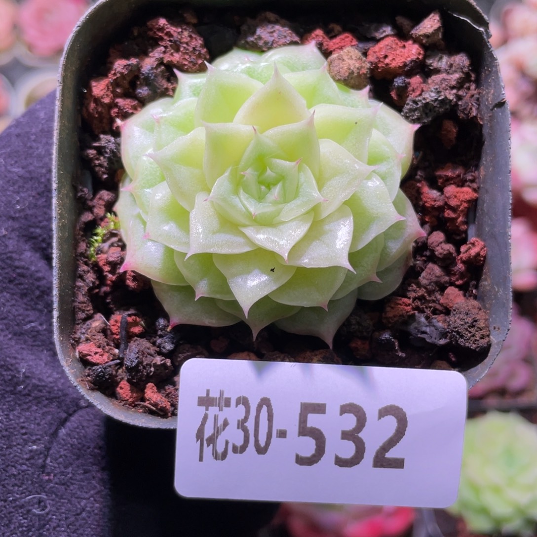 花利美30-532麦秆