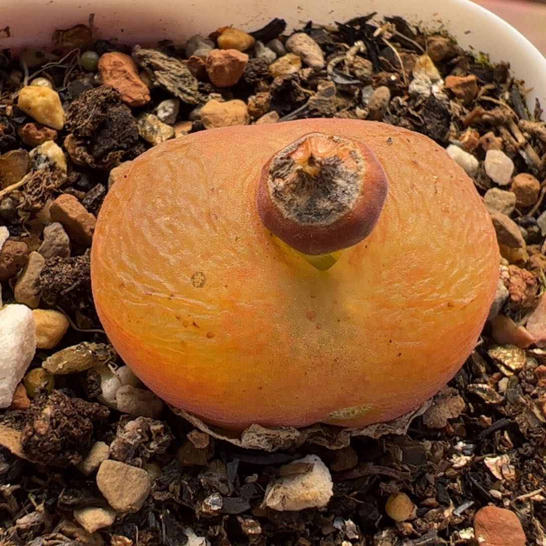 065多肉植物百科