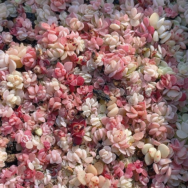 18 多肉植物盆栽花卉植物