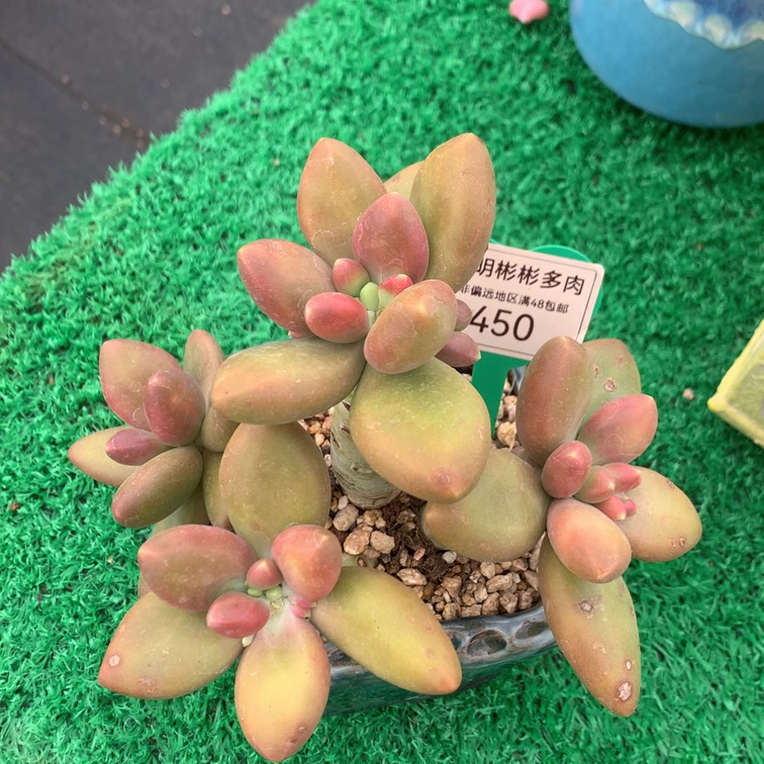芒果奶无砍老桩450