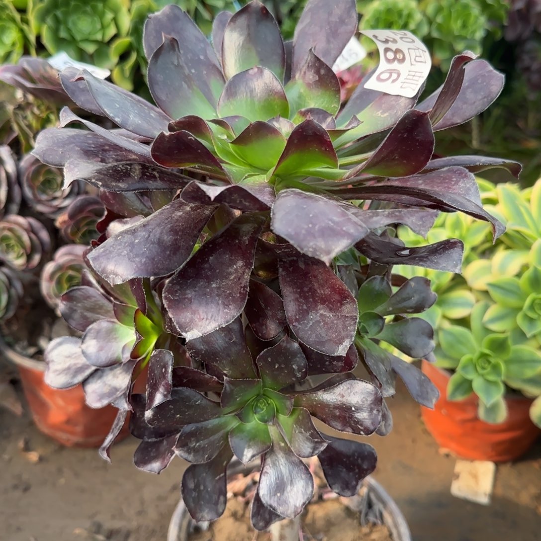 巫毒386满20包邮断枝不包