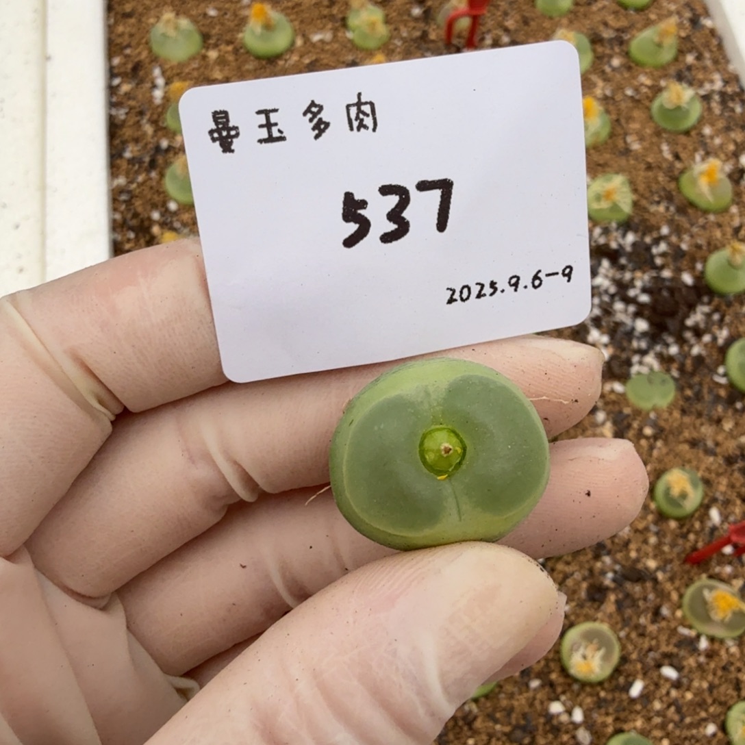 ****长多肉多肉多肉9-537