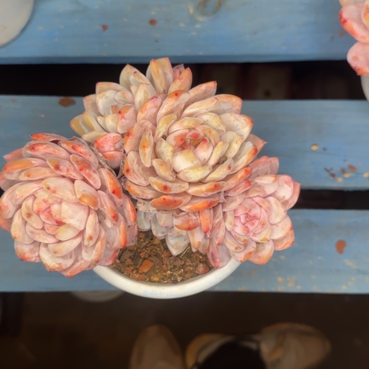 带盆一颗好看的橙梦露