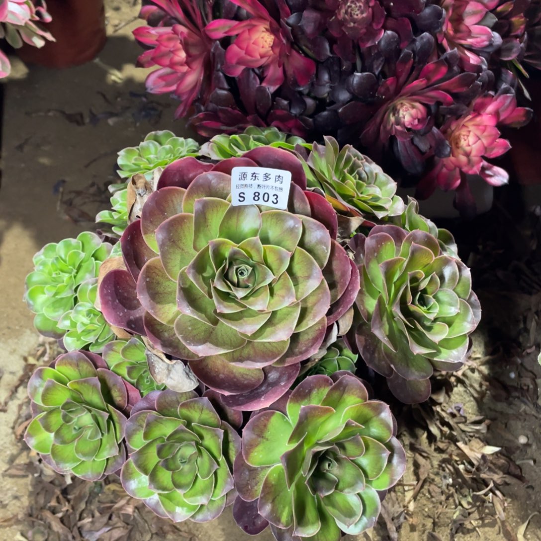 803魅金玫瑰多肉法师断枝不包