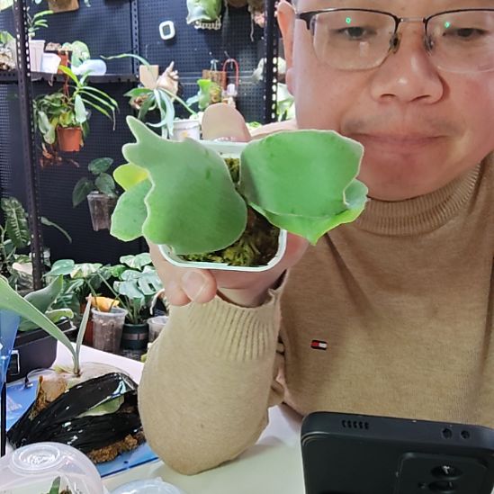 七混鹿角蕨孢子苗172