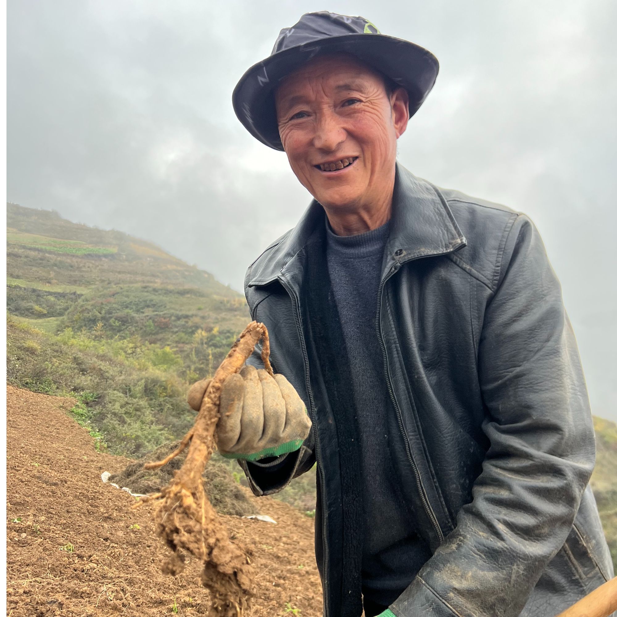 【直播间同款】甘肃原产地新鲜现挖党参