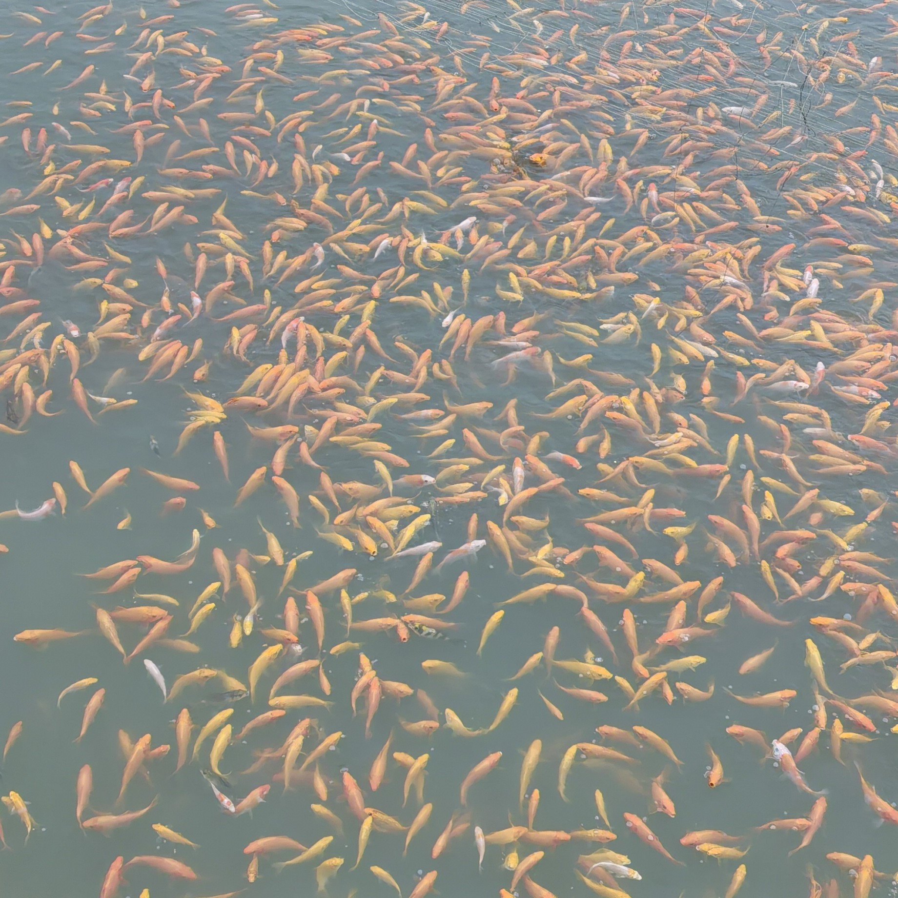 活体观赏鱼多种品种淡水耐养小型冷水鱼9条包邮