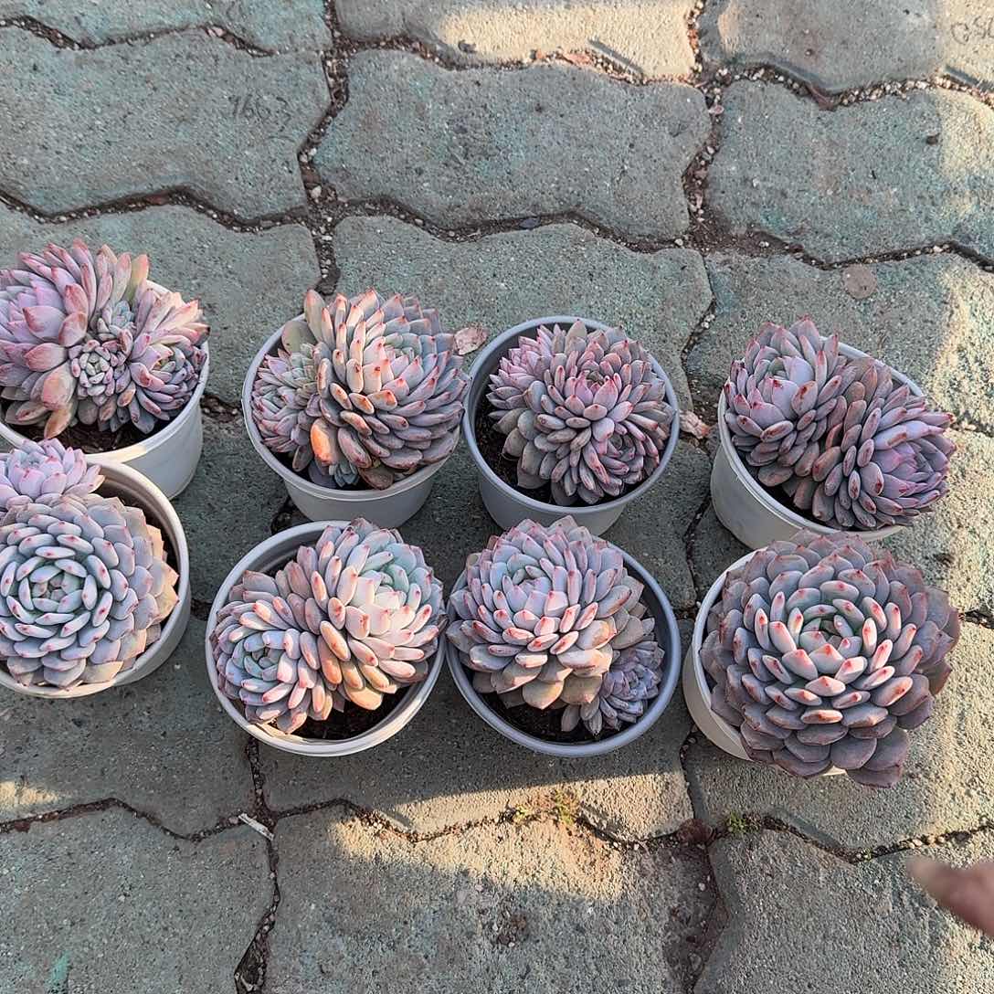 星星橙多肉植随单发