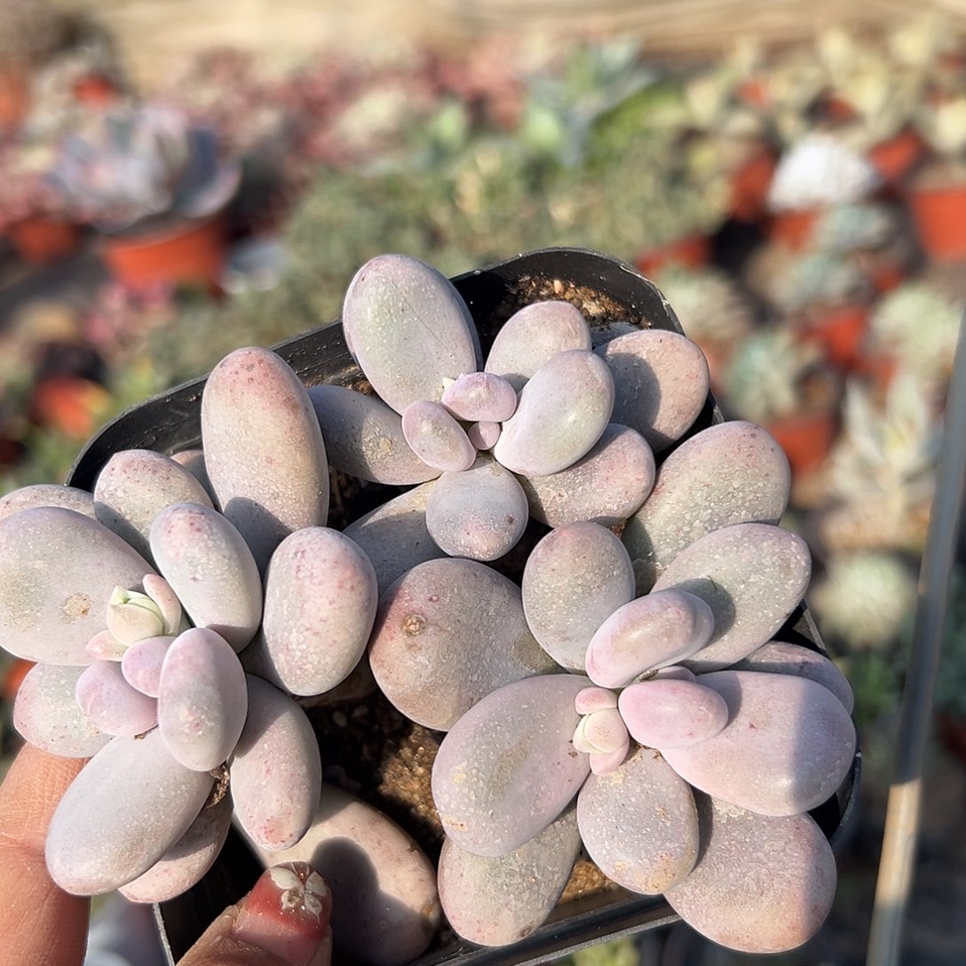 多肉植物鸡蛋奶酪