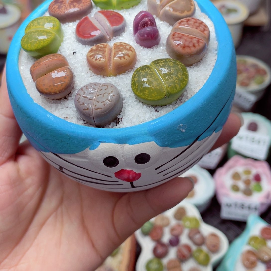 w1852 带盆土发货-零下地区拍保温箱