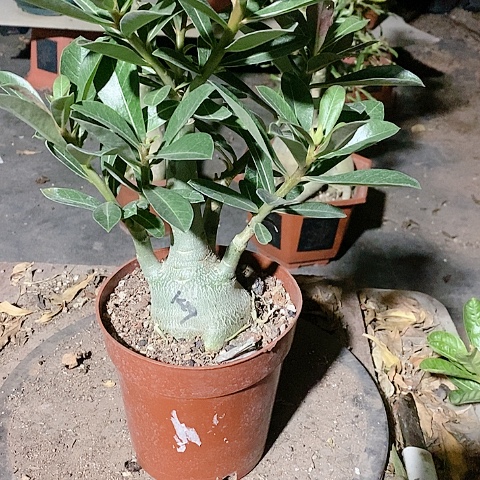 【闪购商品】无花朵壹**店