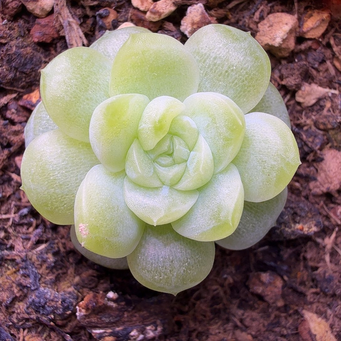 23号闪灵一物一拍