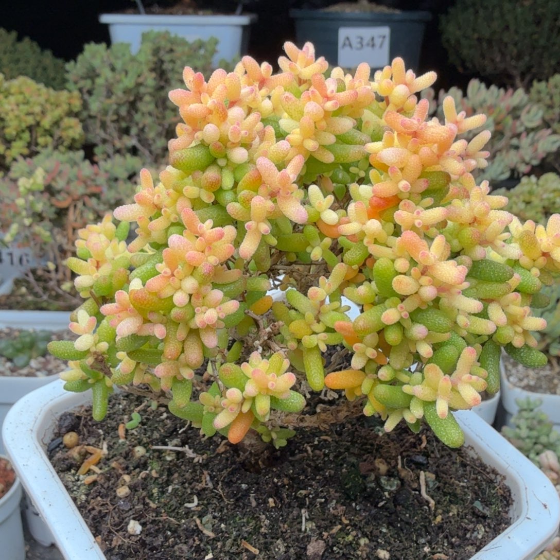 A752糖球3号锦枝干