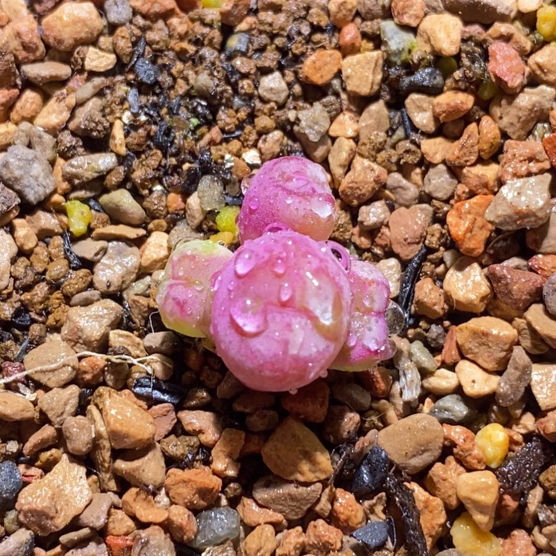 好看好看伍斯特猴子