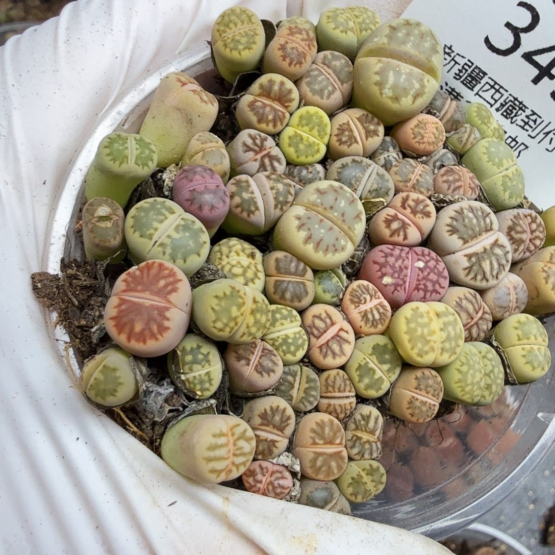 是因为他们没有勇气离开他才349我