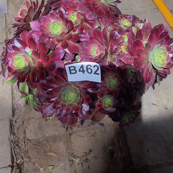 多肉法师462号安娜不包损