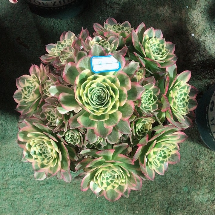 822海王多肉法师