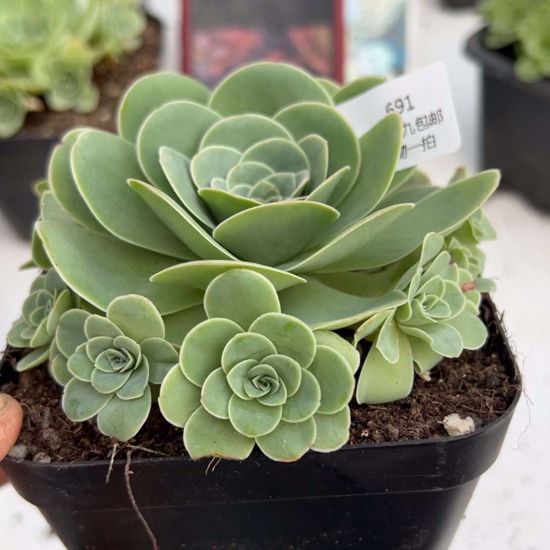 691 山地玫瑰基地带盆土绝句