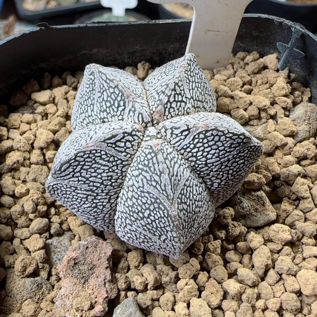 A166实生v子恩冢多肉