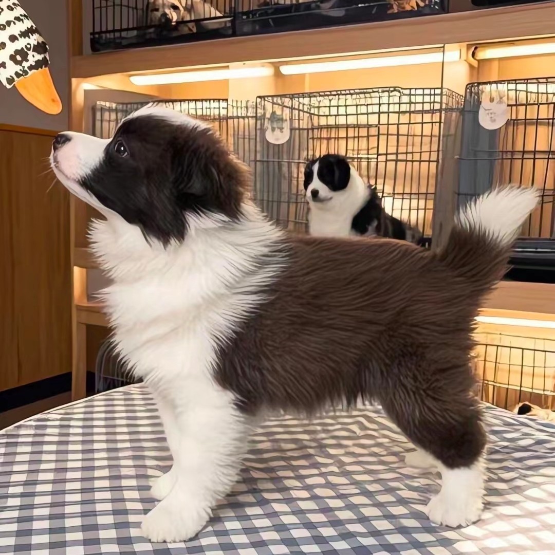 正规犬舍纯种边牧