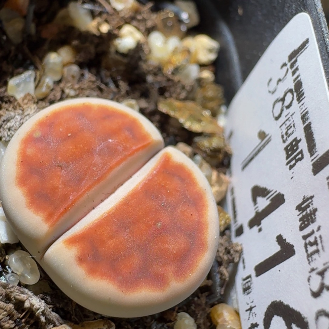 Ssss清货捡漏价1416