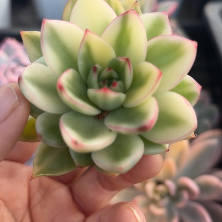 多肉之物非偏远满18包邮