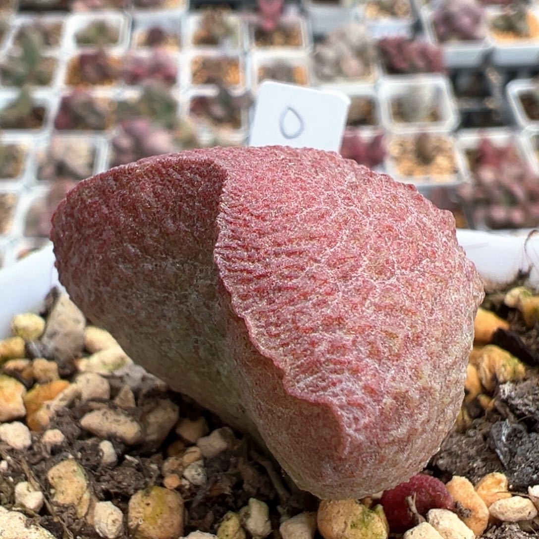 实生新品多肉植物水泡