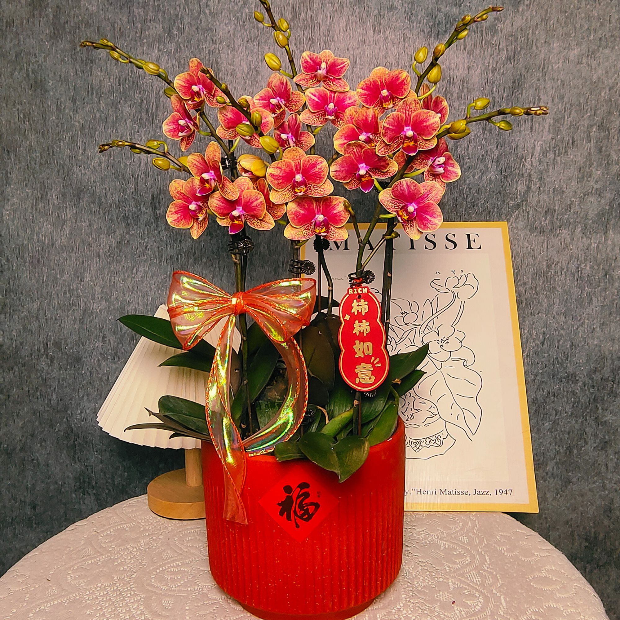 蝴蝶兰【金蝶】花色鲜艳 室内花花 广州基地直发