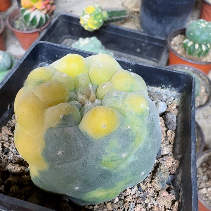 2030自根大尤仙锦