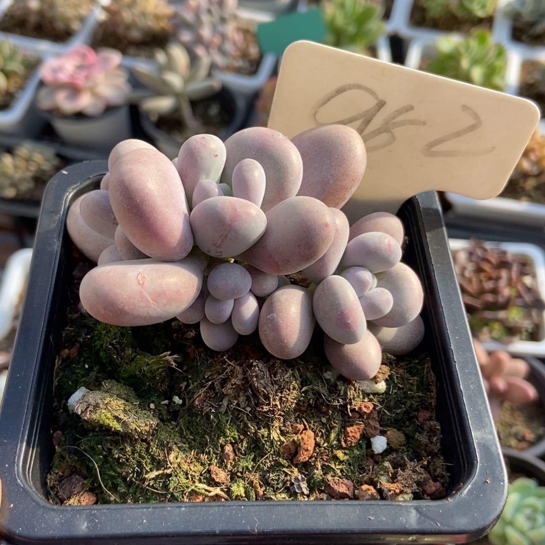 982鸡蛋奶酪多肉植物保护