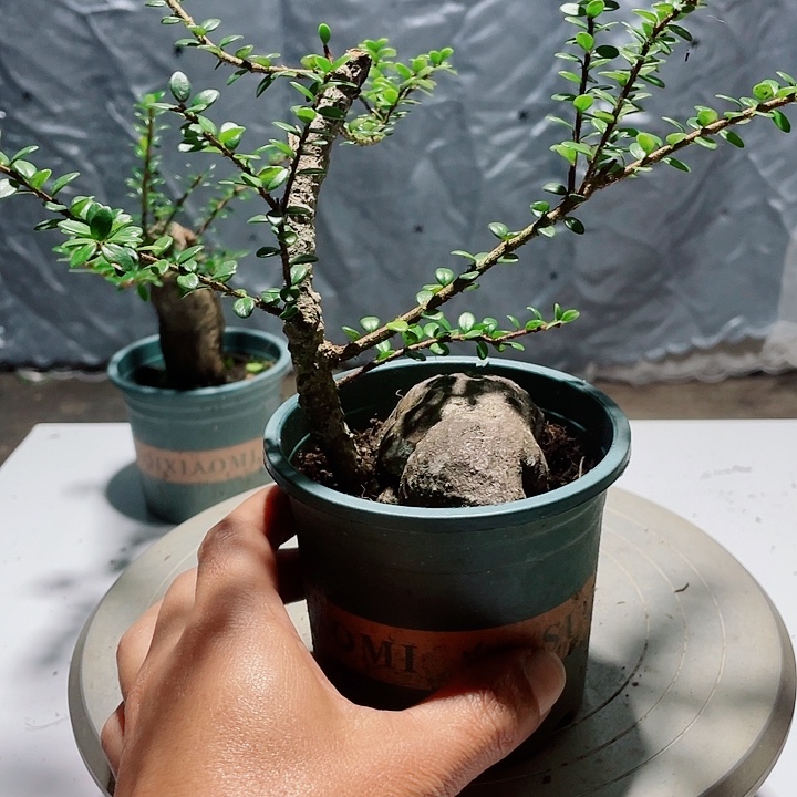 当前无花栽培后可以开花