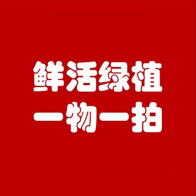 一物一拍大型绿植客厅阳台办公室商场大堂盆栽