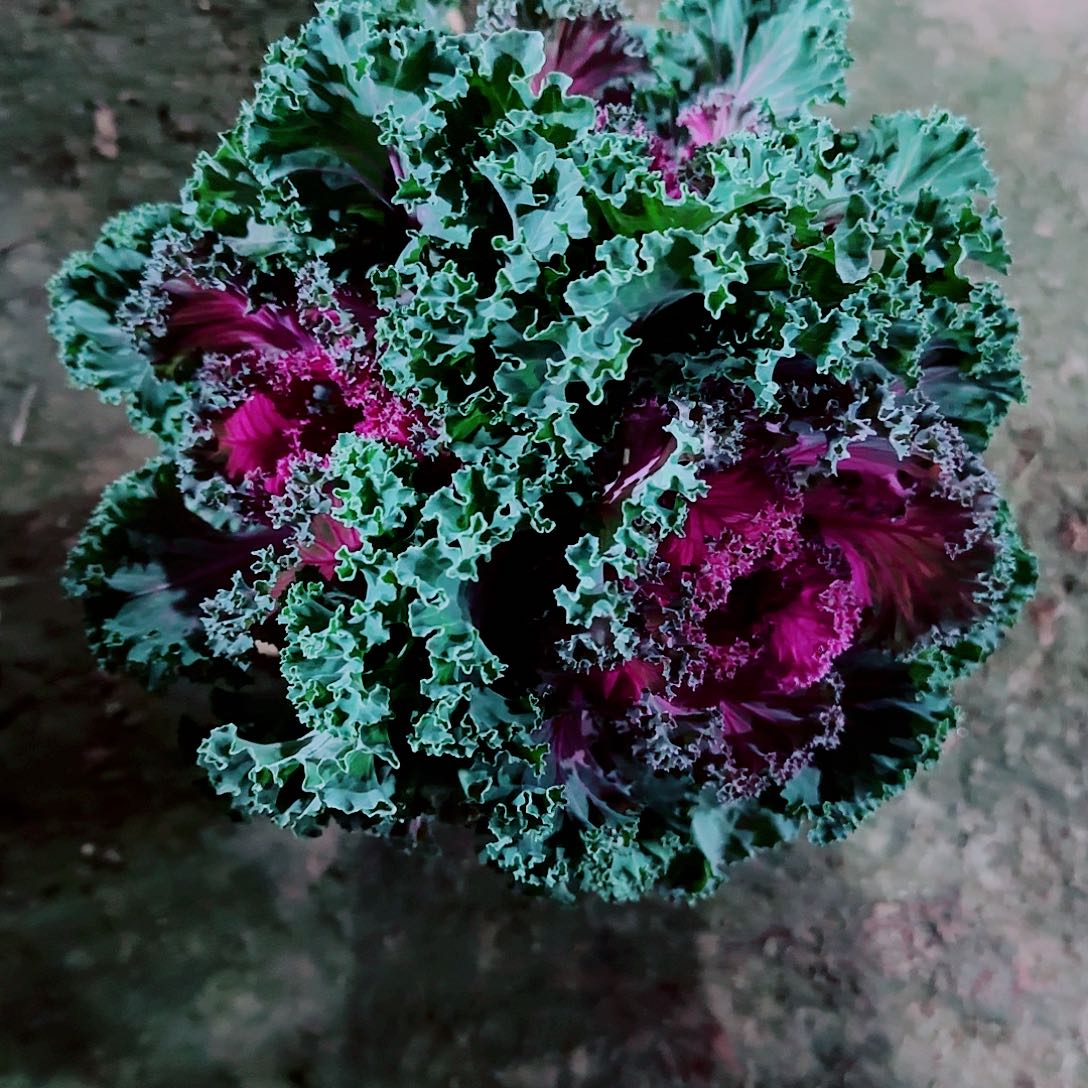 完全开放羽衣甘蓝盆栽