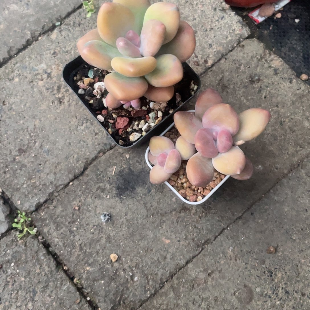 林***心脱土发货 芒果奶酪