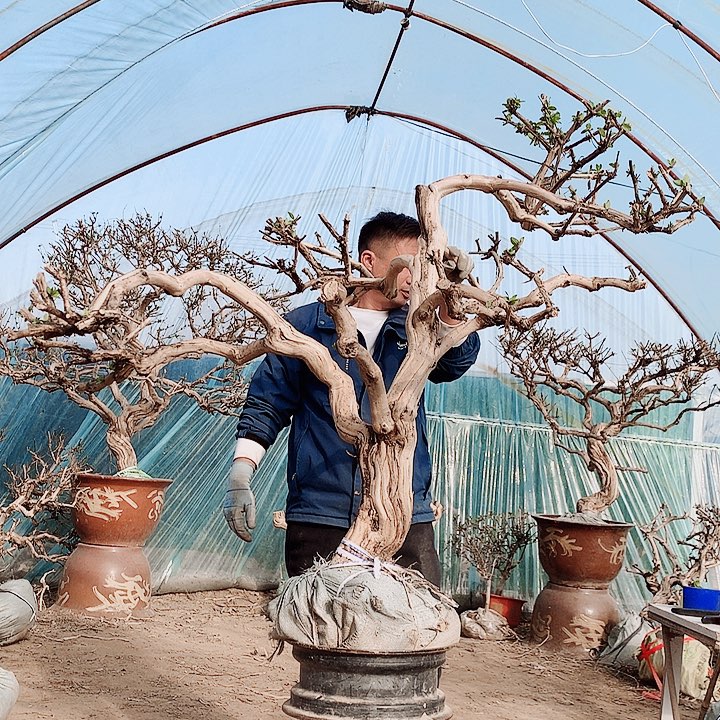 大***山全部花朵金银花8888888
