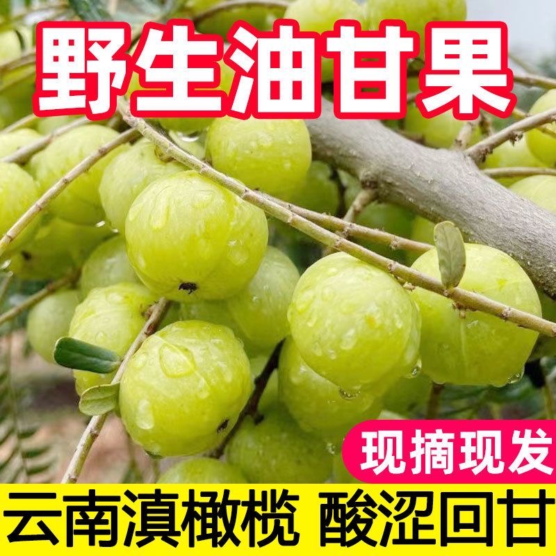 现摘现发云南酸滇油柑果橄榄果余甘果青皮当季水果泡酒