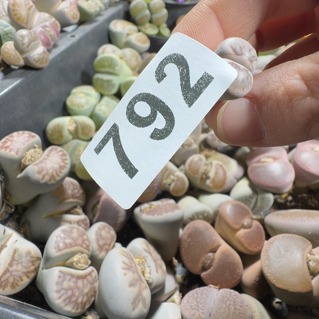 快***坊生石花一物一拍792