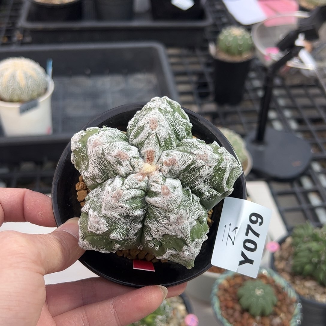 噢***噢鸾凤玉一物一拍079