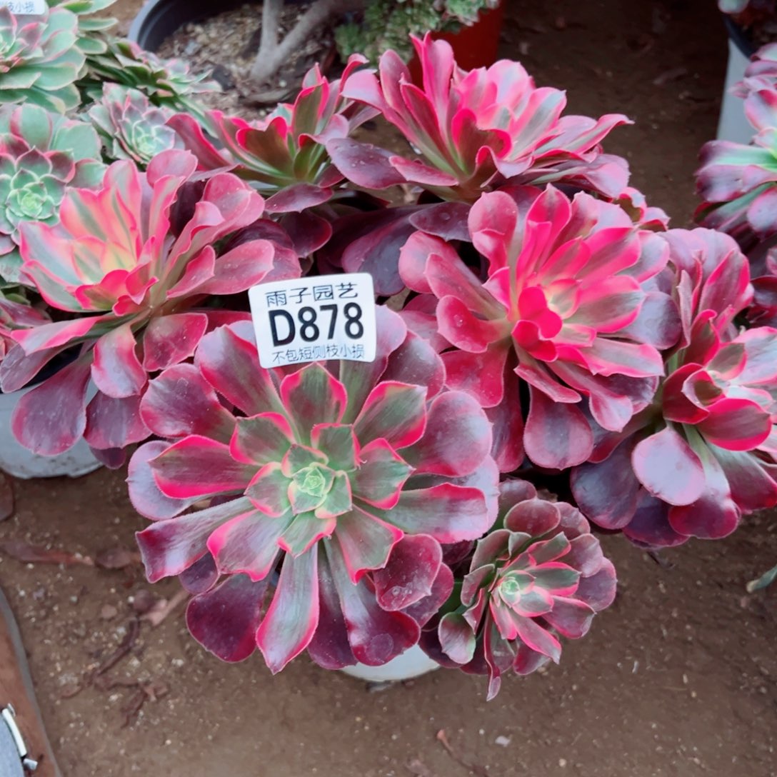 878凤冠雨子多肉植物