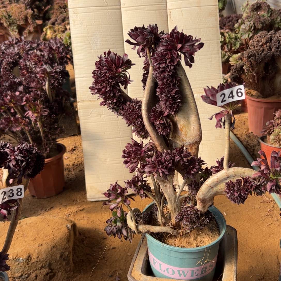 有伤黑缀246有个翅膀