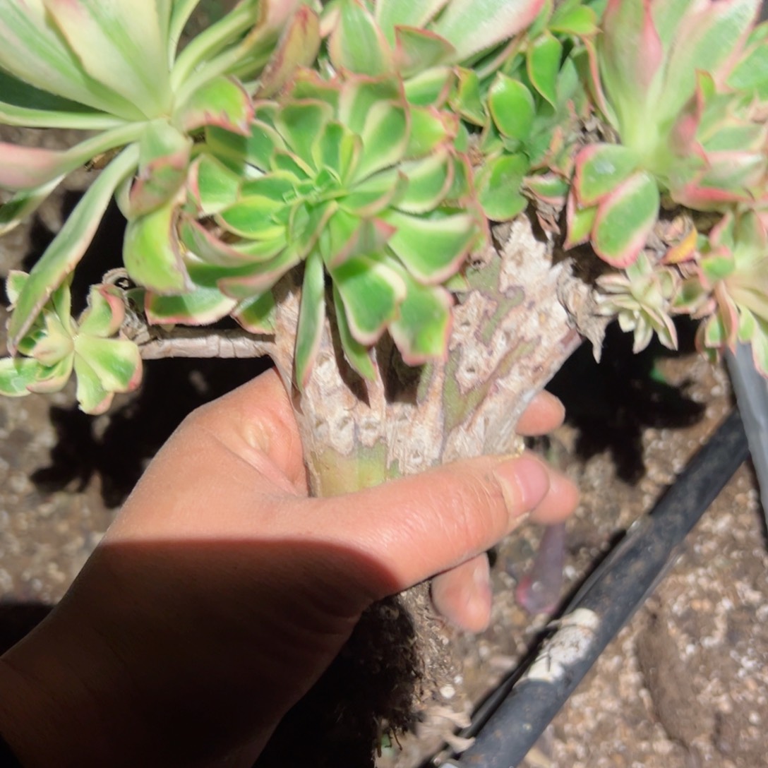 985 号多肉植物法师