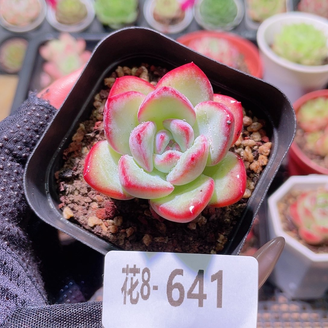 花利美8-641草莓泡芙