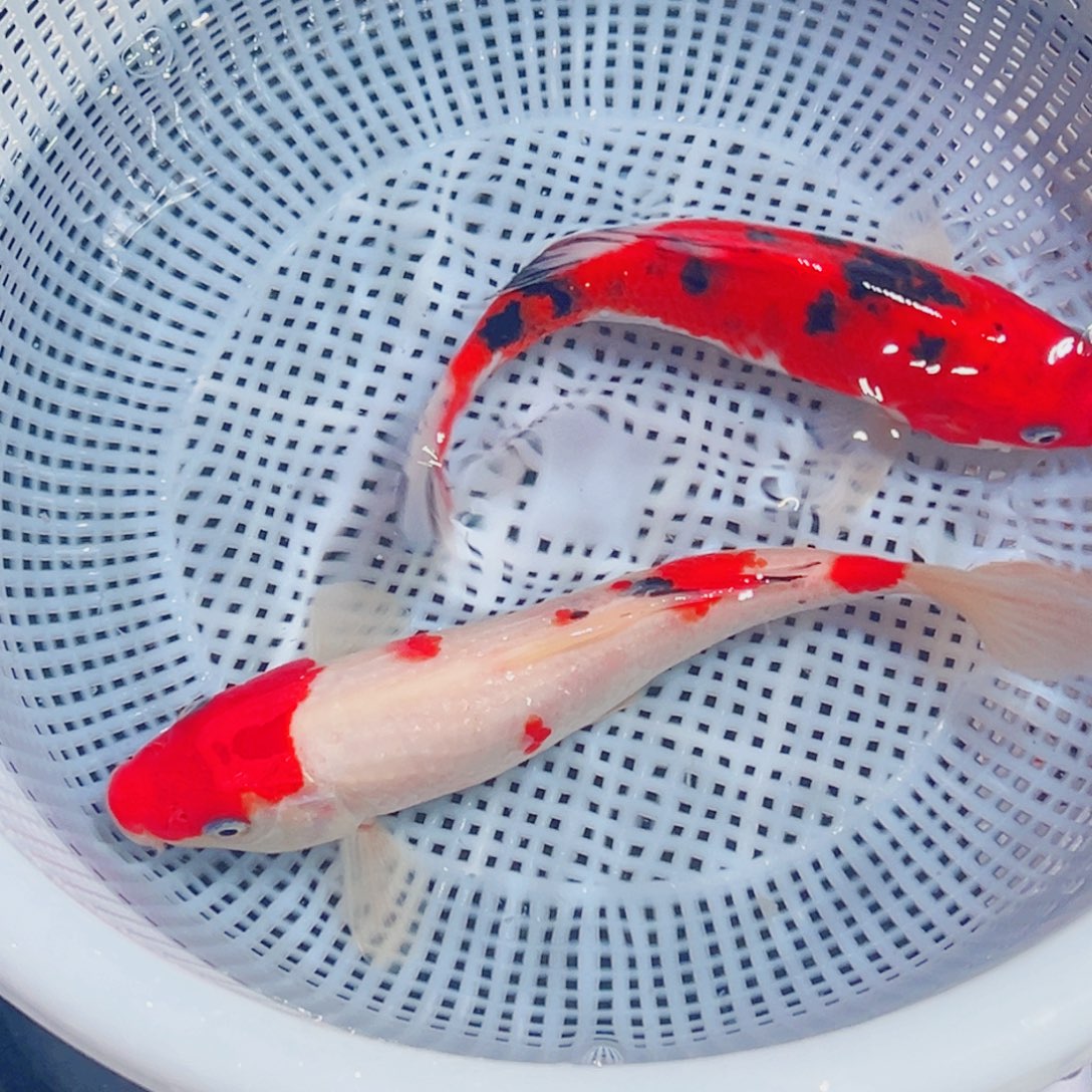 锦鲤锦鲤观赏鱼1111