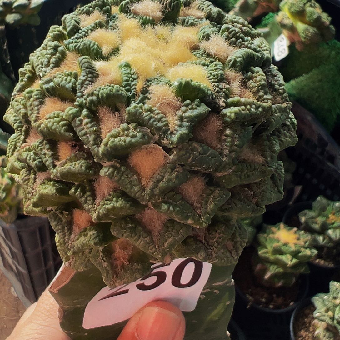 无花朵福利大尤黑牡丹250