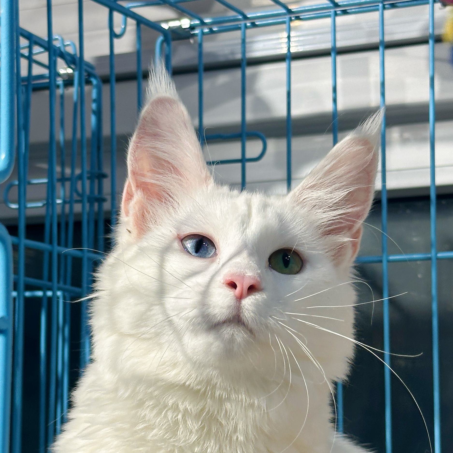 来了姊妹-纯白异瞳缅因猫-妹妹-22