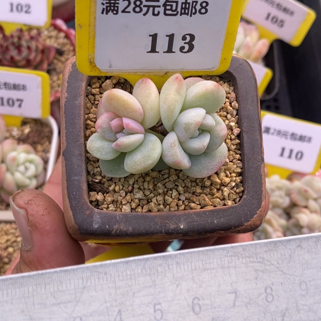 8113冰玉石化锦心带锦