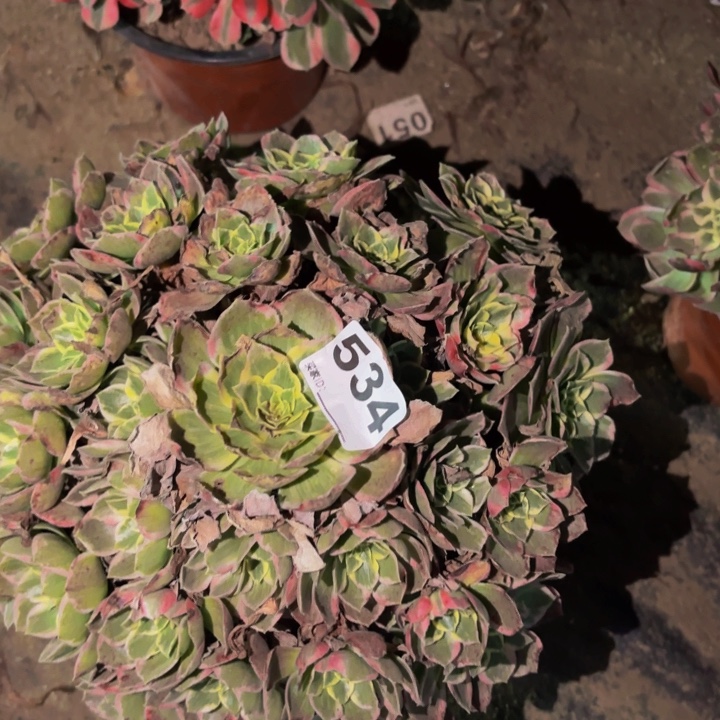 534海仙多肉植物不售后